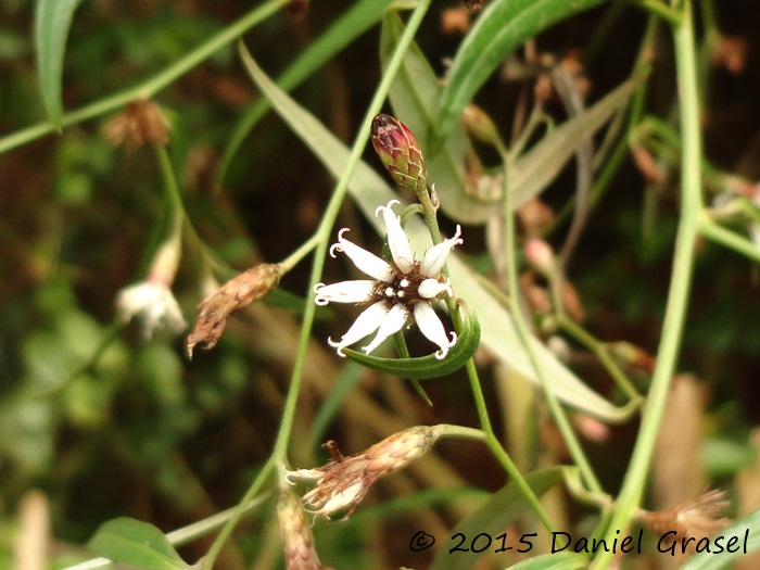 Vernonia balansae