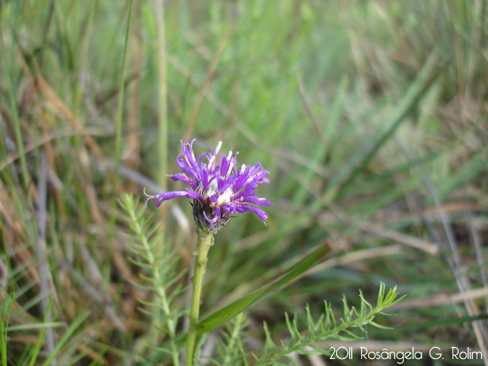 Vernonia brevifolia