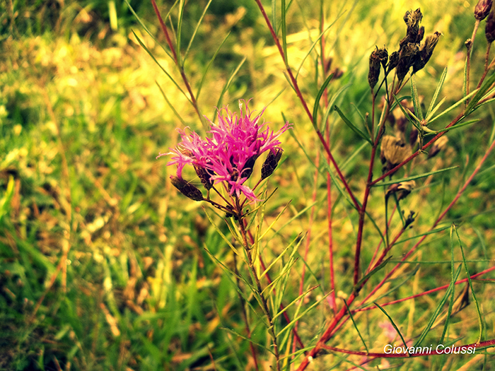 Vernonia polyphylla