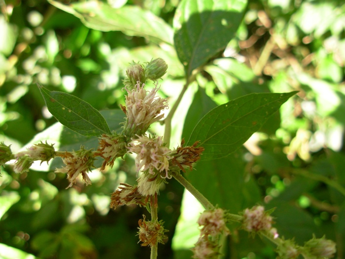 Vernonia scorpioides