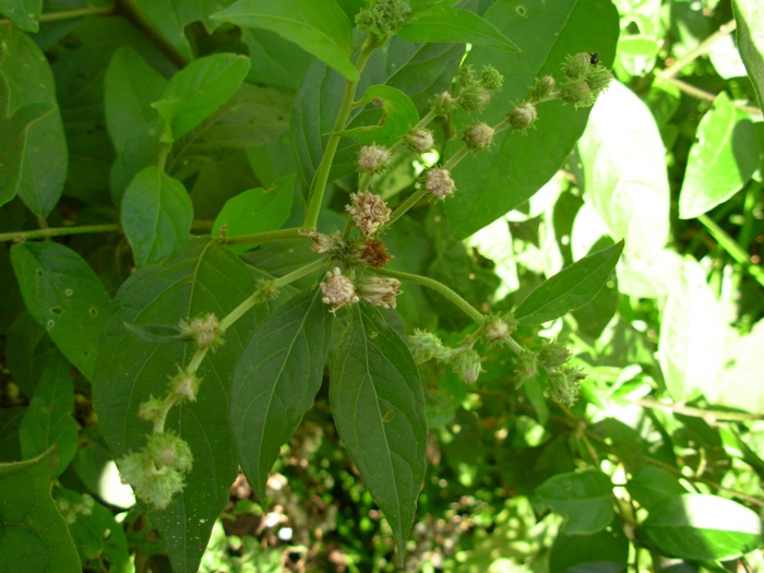 Vernonia scorpioides