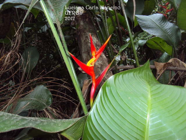 Heliconia farinosa