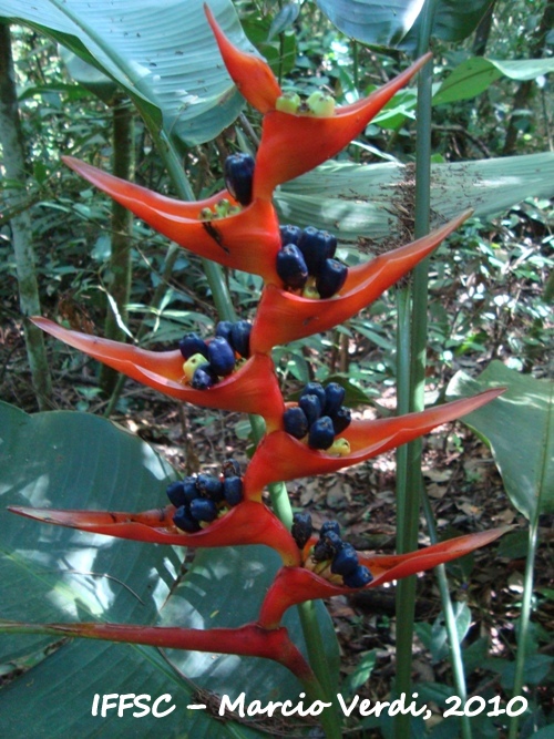 Heliconia farinosa