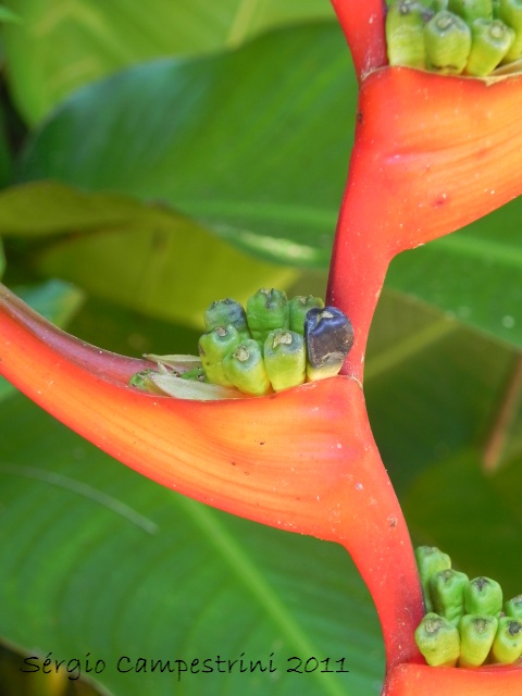 Heliconia farinosa