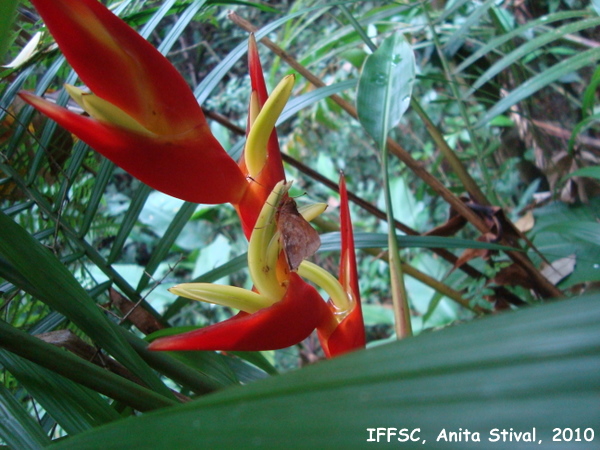 Heliconia farinosa