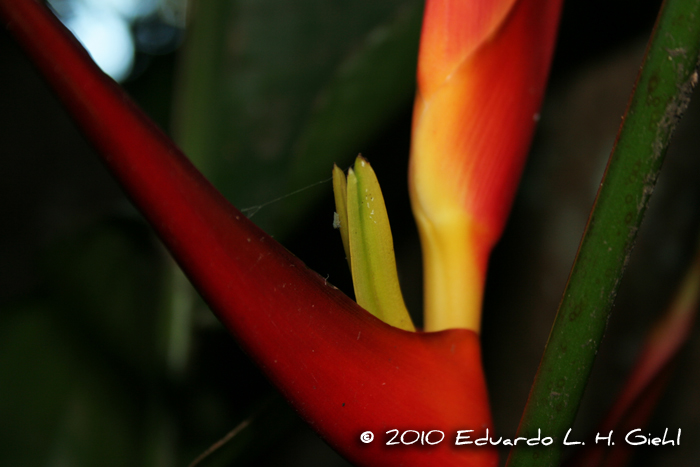 Heliconia farinosa