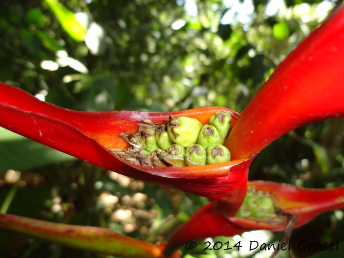 Heliconia farinosa