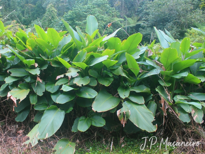 Heliconia farinosa