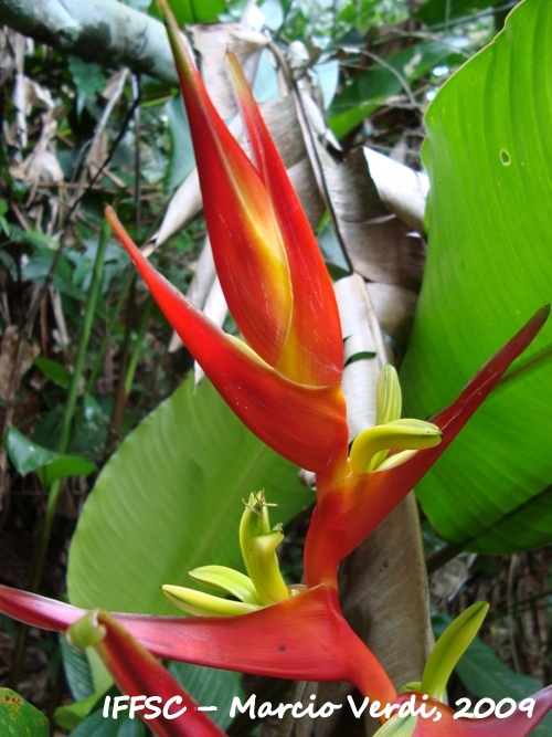 Heliconia farinosa