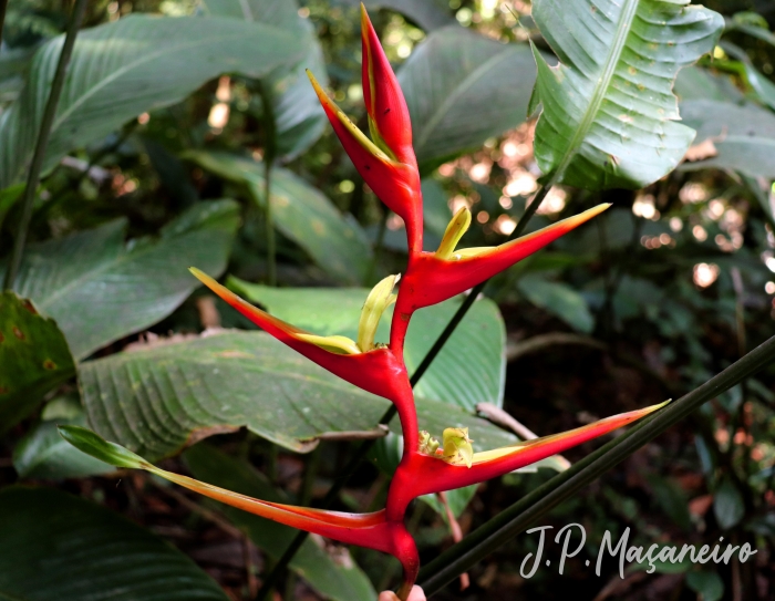 Heliconia farinosa