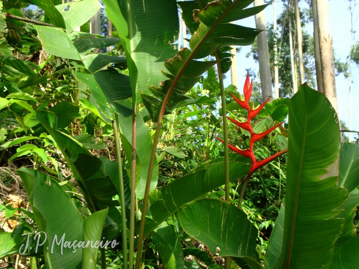 Heliconia farinosa