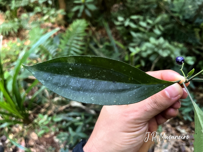 Leandra acutiflora
