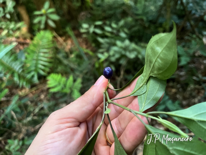 Leandra acutiflora