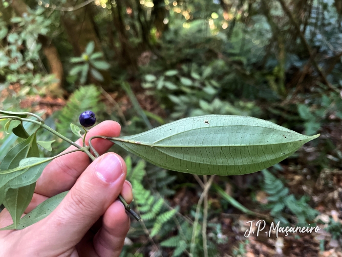 Leandra acutiflora