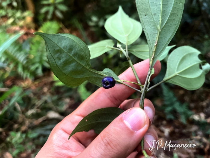 Leandra acutiflora