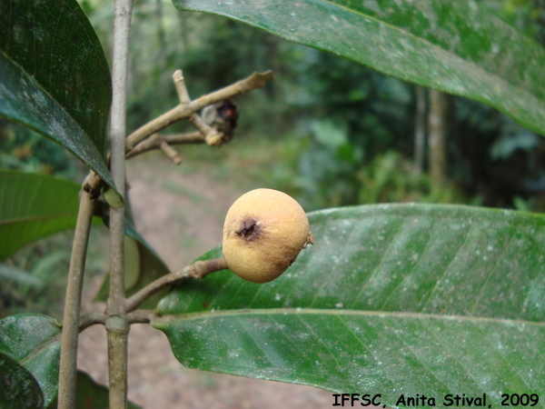 Myrcia spectabilis