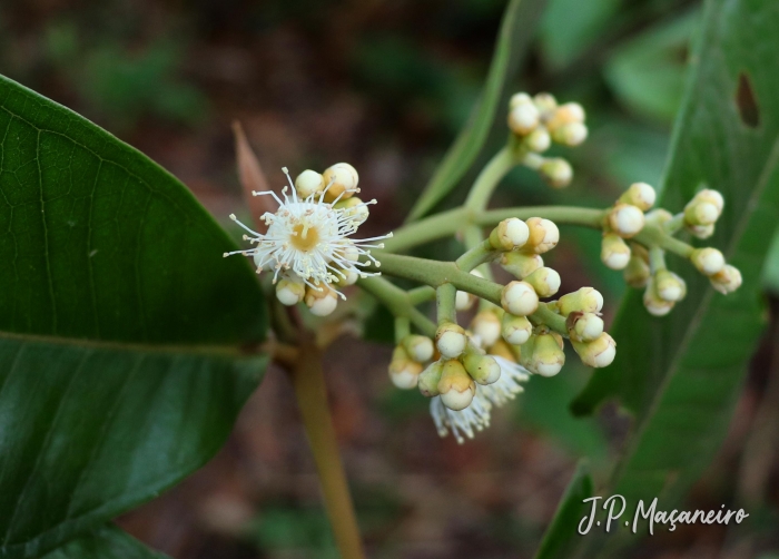 Myrcia spectabilis