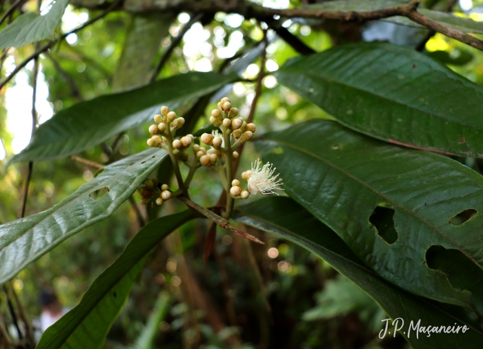 Myrcia spectabilis