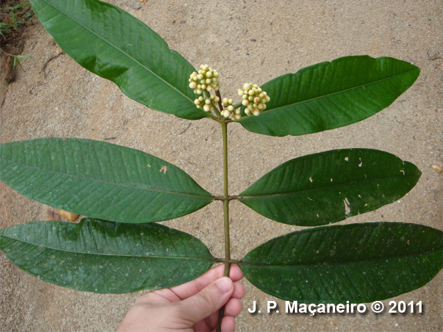 Myrcia spectabilis