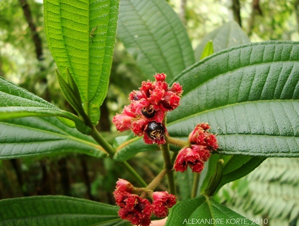 Leandra amplexicaulis