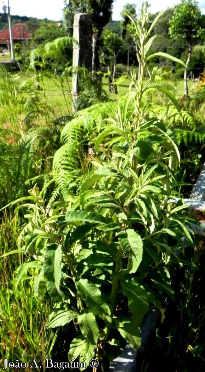 Vernonanthura tweedieana