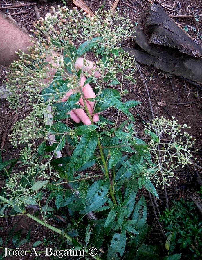 Vernonanthura tweedieana