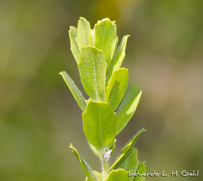 Baccharis caprariifolia