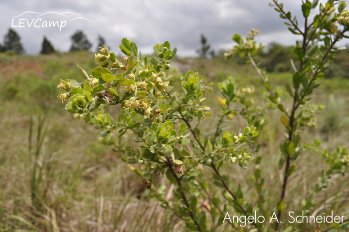 Baccharis cultrata