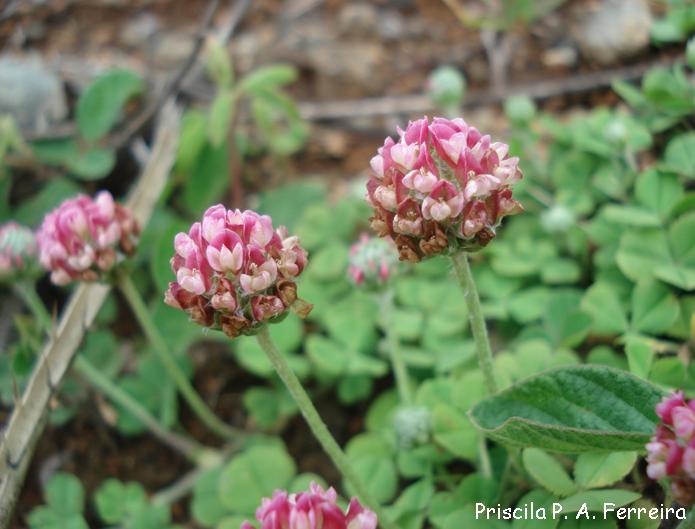 Trifolium riograndense