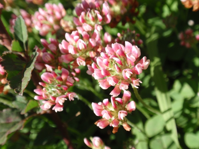 Trifolium riograndense