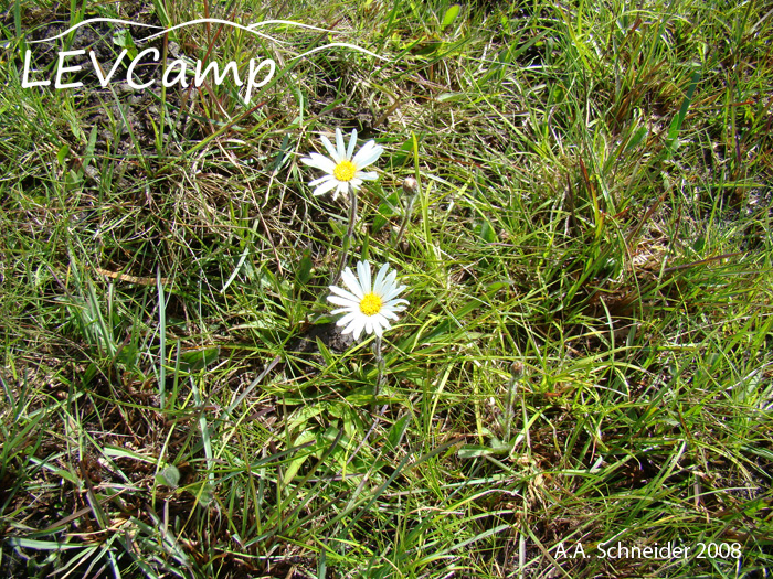 Noticastrum decumbens