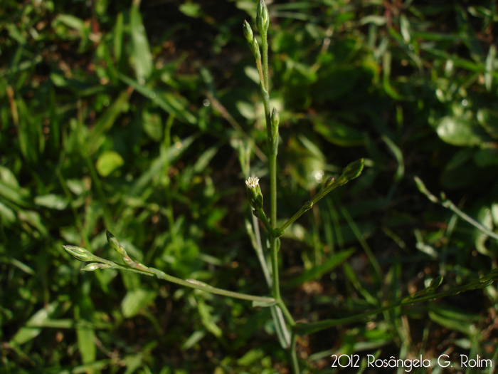 Symphyotrichum squamatum