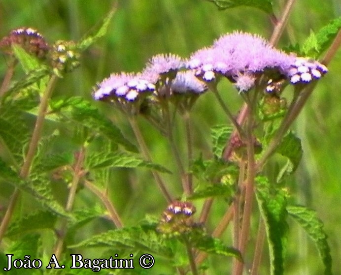 Eupatorium candolleanum