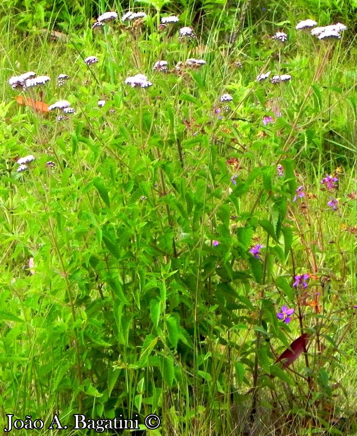 Eupatorium candolleanum