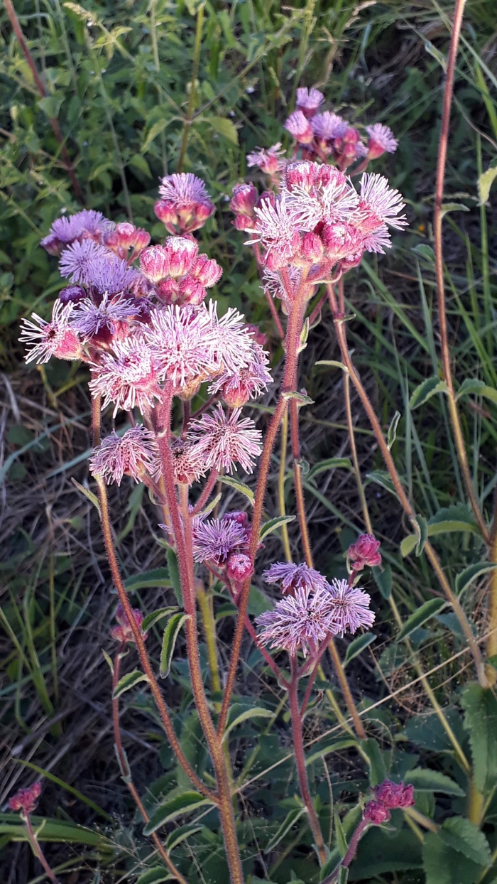 Eupatorium candolleanum