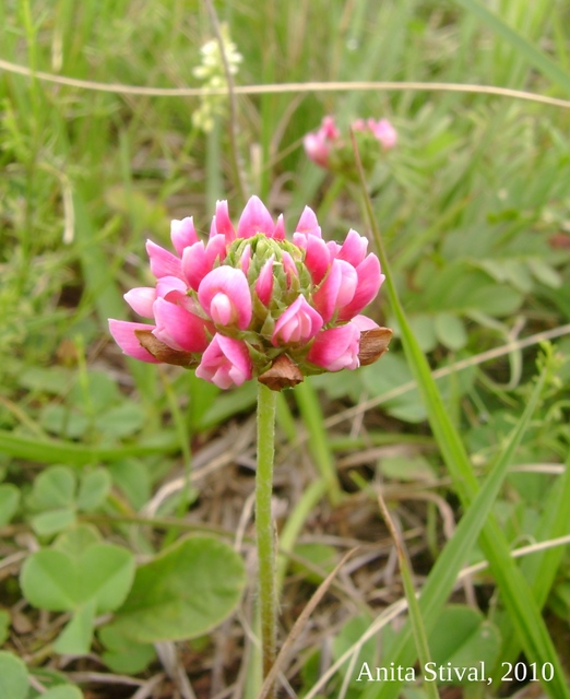 Trifolium riograndense