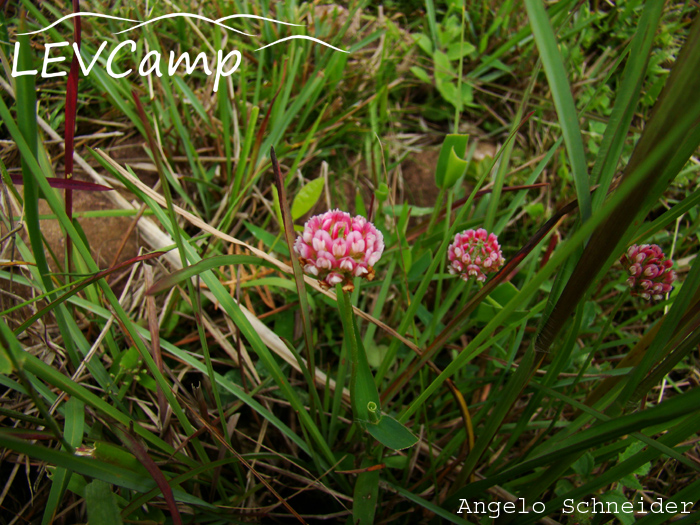 Trifolium riograndense