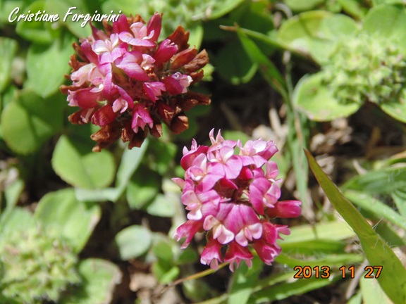 Trifolium riograndense