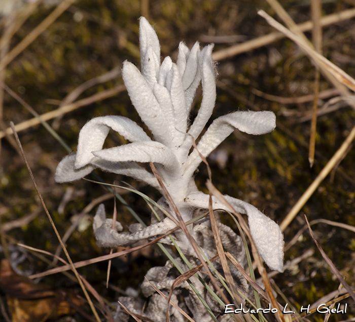 Gamochaeta filaginea