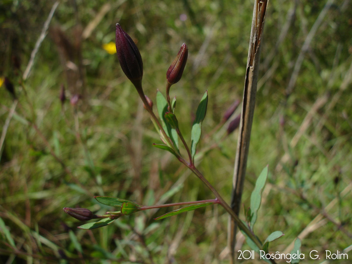 Porophyllum lanceolatum