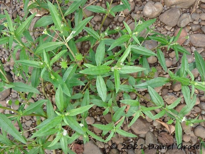 Eclipta prostrata