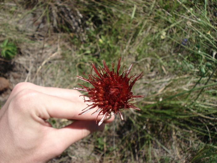 Isostigma peucedanifolium