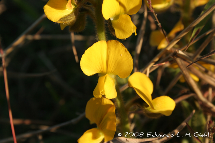 Crotalaria hilariana