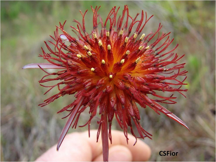 Isostigma peucedanifolium