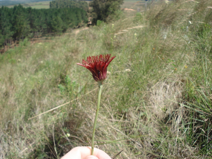 Isostigma peucedanifolium
