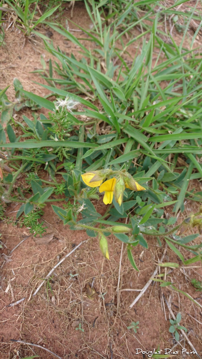 Crotalaria hilariana