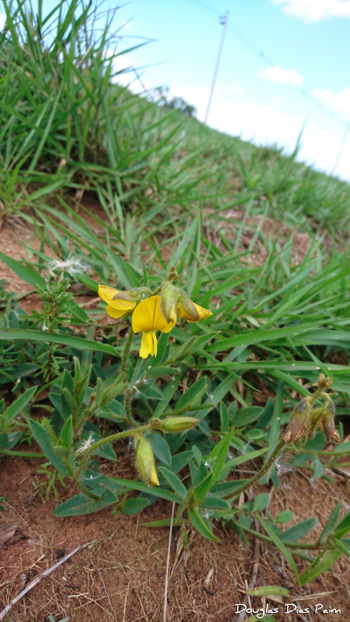 Crotalaria hilariana