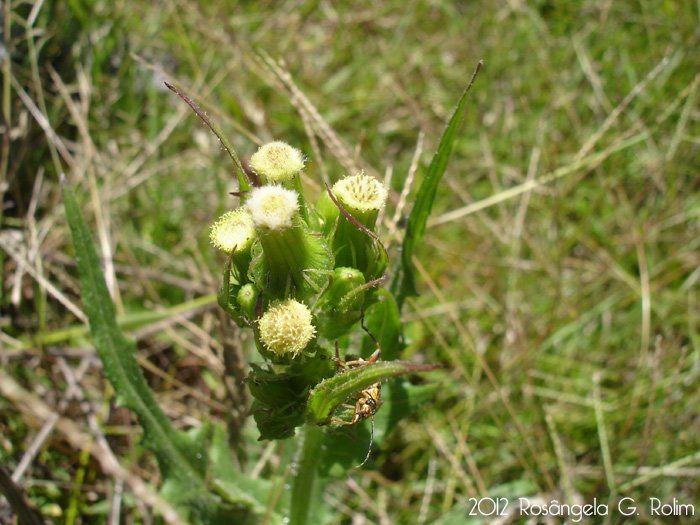 Erechtites hieraciifolius