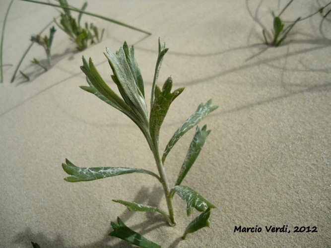 Senecio ceratophylloides