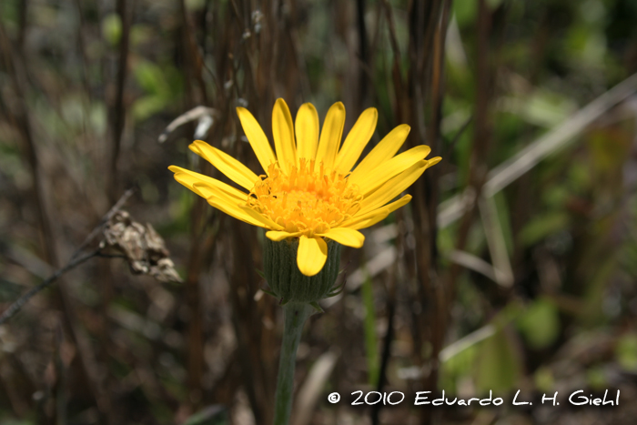 Senecio ceratophylloides